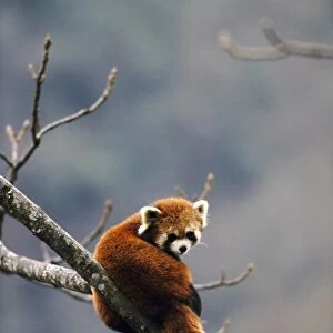 Red Panda - in tree