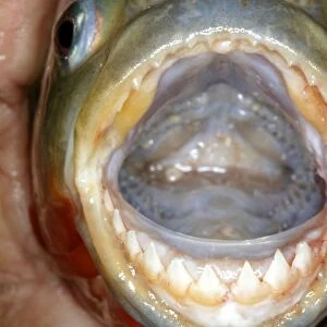 Red / Red-Bellied Piranha - mouth wide open showing teeth - Venezuela