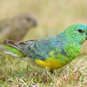 Red-rumped Parrot - male and female feeding on grass - Murray River Basin, Victoria, Australia