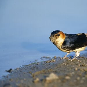 Red-rumped Swallow - collecting mud for nest building