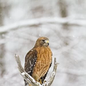 Red-shouldered Hawk - adult female in snow - January -CT - USA