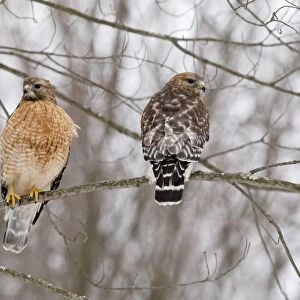 Red-shouldered Hawk - adult pair in tree - CT - USA - January