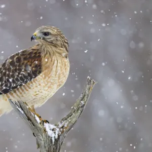 Red-shouldered Hawk - adult pale male in snow - January -CT - USA