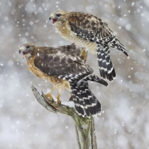 Red-shouldered Hawk - female on left and male on right in snow - January -CT - USA