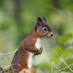 Red Squirrel - alert on the ground, Northumberland, England