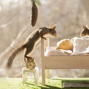 Red Squirrel on a bed with a doll