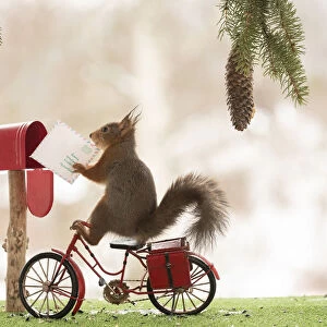 Red Squirrel on a bicycle with a mailbox