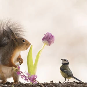 Red Squirrel and blue tit watching a tulip