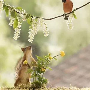 Red Squirrel and bullfinch with a hagberry flower branch