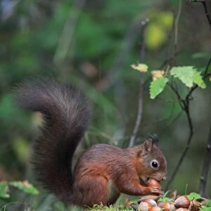 Red Squirrel - clasping hazel nut in mouth, Northumberland, autumn, England
