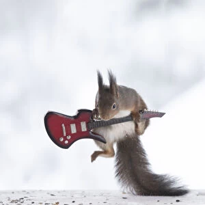 red squirrel climbing a guitar