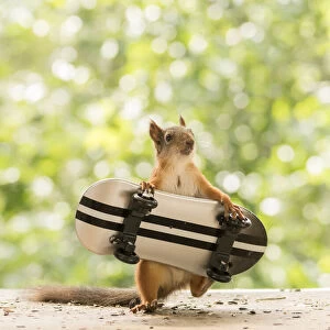 red squirrel is climbing on an Skateboard