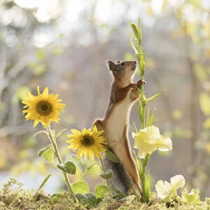 red squirrel climbs in a sunflower