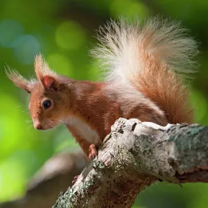 Red squirrel - Close-up of singe adult sitting on a branch in woodland. Dorset, England