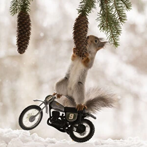 Red Squirrel on a cross bike holding a pinecone