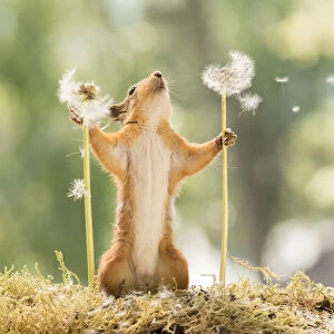 Red Squirrel with dandelion seeds flying