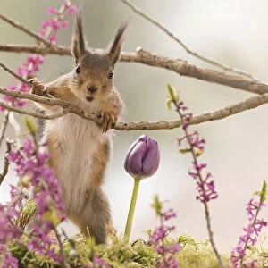 Red Squirrel with Daphne mezereum flower branches