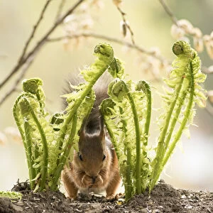Red Squirrel is eating a fern