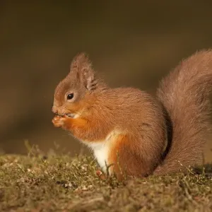 Red Squirrel - eating nuts on woodland floor in morning sunshine - February - Aviemore - Scotland Red Squirrel - eating nuts on woodland floor in morning sunshine - February - Aviemore - Scotland