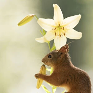 Red Squirrel eating a tiger lily flower bud