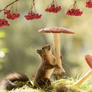 Red Squirrel eating a toadstool