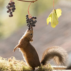 Red Squirrel eats a grape from a branch