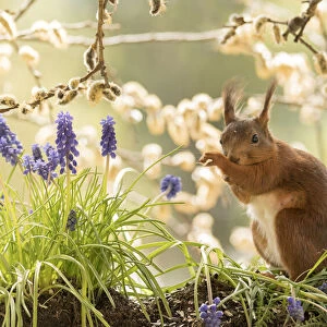 Red Squirrel with grape hyacinth flower scratching