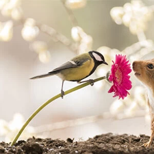 Red Squirrel with a great tit and a daisy