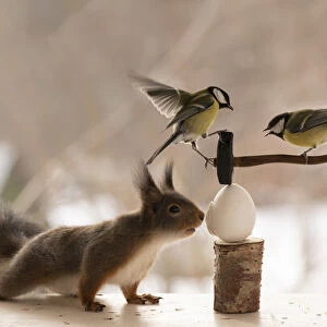 Red Squirrel and great tit holding a sledgehammer on a egg