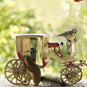 Red Squirrel and great tit with an horse and a horse carriage