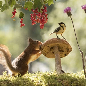 Red Squirrel and great tit with mushroom, red currant and thistle
