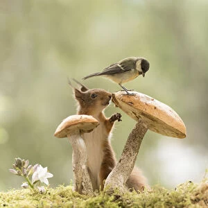 Red Squirrel and great tit stand with a mushroom