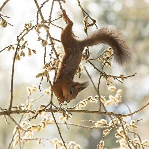 Red Squirrel hanging in willow flower branches