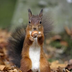 Red Squirrel- with hazel nut in mouth Northumberland autumn England