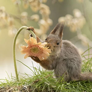Red Squirrel hold an orange Gerbera flower