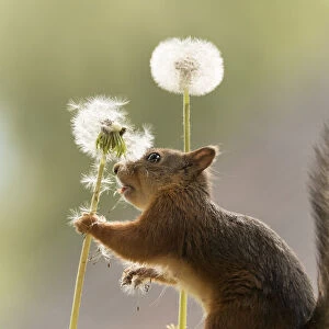 Red Squirrel hold stem with dandelion seeds
