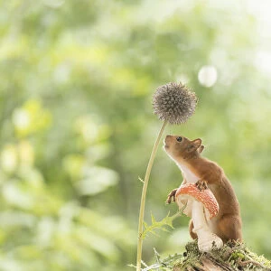 Red Squirrel hold a toadstool looking at a globe-thistle