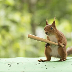 Red Squirrel holding a baseball bat