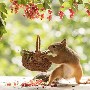 Red Squirrel holding a basket with red currant