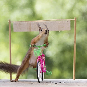 red squirrel holding a bicycle with a sign