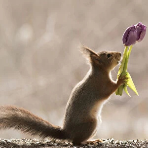 red squirrel holding a bouquet with purple tulips