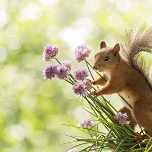 Red Squirrel is holding chives flowers
