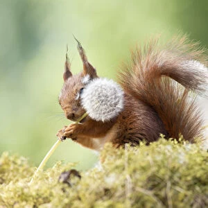 red squirrel holding a dandelion stem with seeds