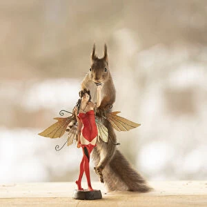 Red Squirrel holding on to a fairy