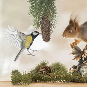 Red Squirrel is holding on to a fairy a great tit is flying