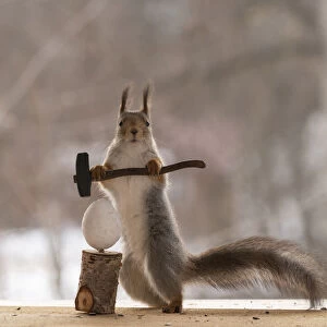 Red Squirrel holding a hammer with egg