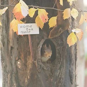 red Squirrel holding a home for rent sign