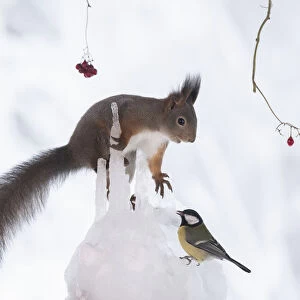 Red squirrel holding a icicle and looking at a titmouse