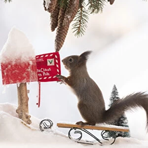 red squirrel holding a letter in an letterbox on a sledge in snow