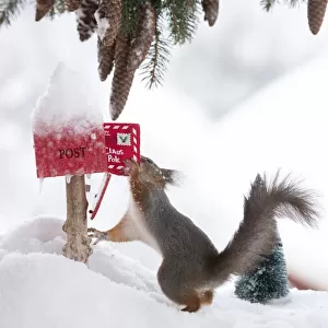 red squirrel holding a letter in an letterbox with snow